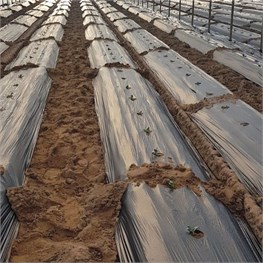 FILM PE NERO 0,05 FORATO ORTAGGI MT. 1.20 X 1300